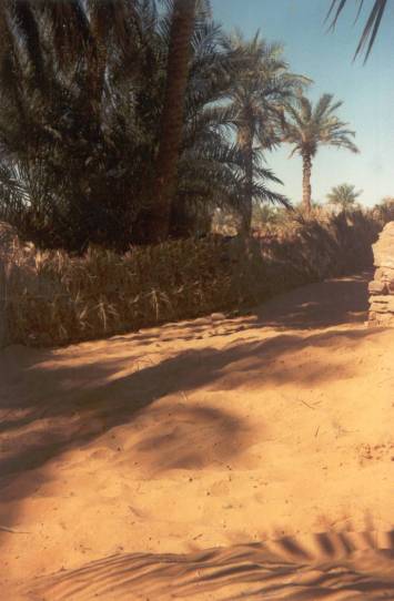 Zaatchaa l'Oasis et les palmiers 