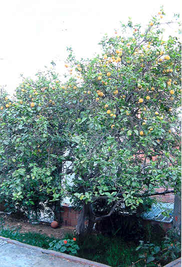 le citronnier plant� par Mon p�re 