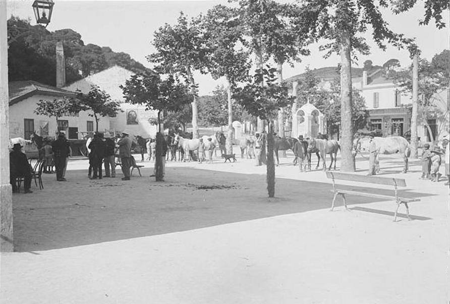 La place et les hauts platanes de Birmandre�s 