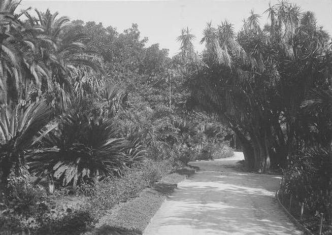 Alger jardin d'essais du Hamma. 
