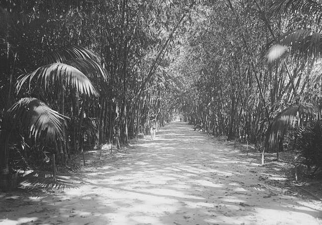 Alger jardin d'essaisdu Hamma. 