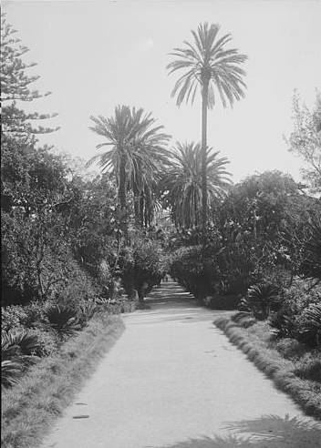 Alger jardin d'essaisdu Hamma. 