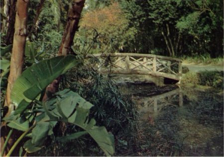 Alger jardin d'essais du Hamma. 