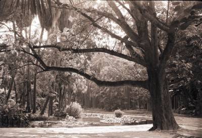 Alger jardin d'essaisdu Hamma. 