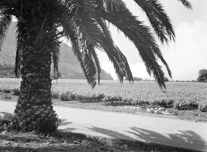 Bougie Cap Aokas vignoble au bord de mer  